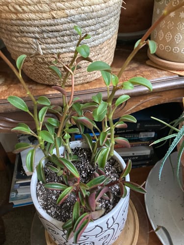 Customer photo review of Ruby Glow | Peperomia Graveolens
