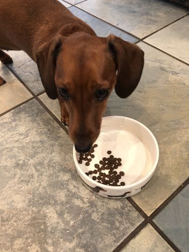 Customer photo review of Grain-Free Duck with Sweet Potato & Orange (Small Kibble)