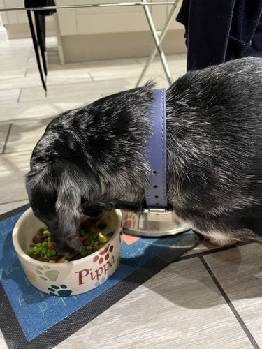 Customer photo review of Grain-Free Light Turkey with Sweet Potato & Cranberry