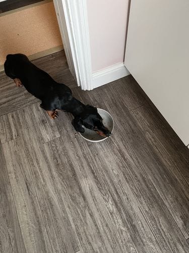Customer photo review of Grain-Free Light Turkey with Sweet Potato & Cranberry