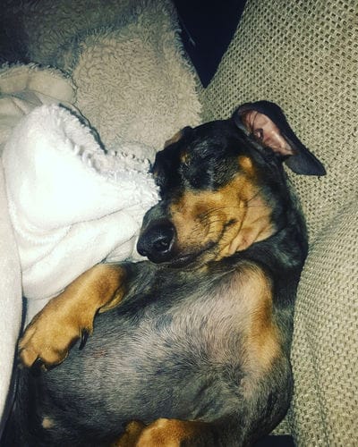 Customer photo review of Grain-Free Duck with Sweet Potato & Orange (Small Kibble)