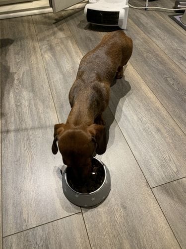 Customer photo review of Grain-Free Venison with Mulberry & Sweet Potato