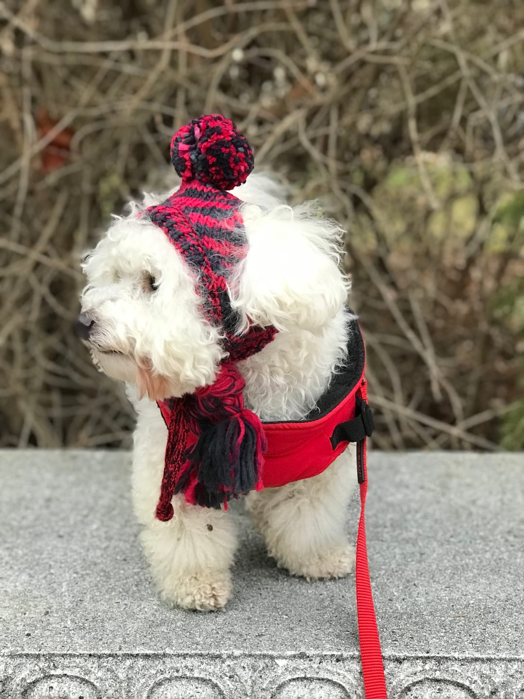 Customer photo review of Human Pompom Hat - Red & Black