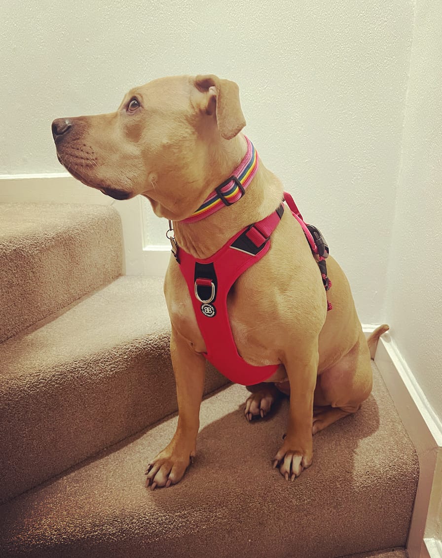 Customer photo review of Hurricane Harness - Non Restrictive, With Handle, Adjustable & Reflective - All Breeds - Carminerose