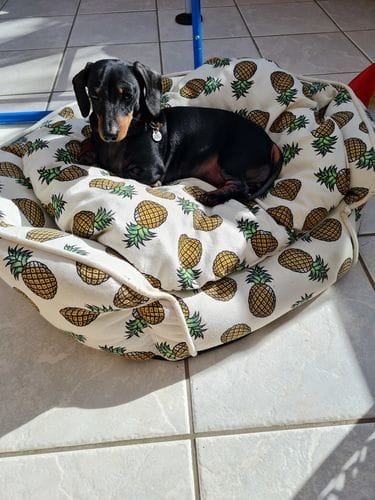 Customer photo review of Grain-Free Light Turkey with Sweet Potato & Cranberry
