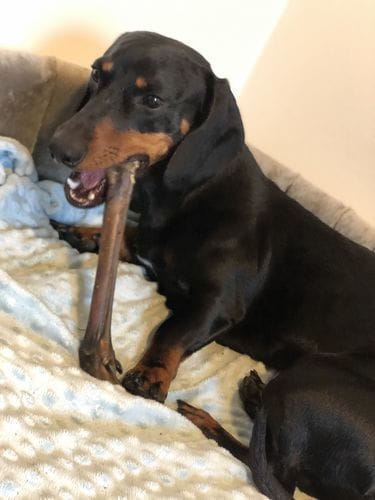 Customer photo review of Grain-Free Duck with Sweet Potato & Orange (Small Kibble)
