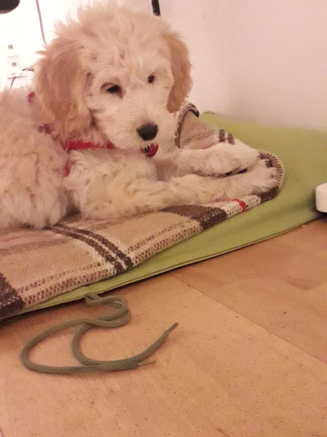 Customer photo review of DNA Test Rassebestimmung Basic Hund