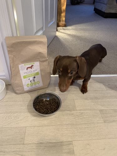 Customer photo review of Grain-Free Lamb with Sweet Potato & Mint