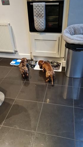 Customer photo review of Superfood Angus Beef with Carrot, Green Beans, Cauliflower, Tomato & Courgette (Small Kibble)