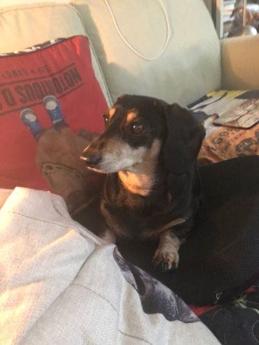 Customer photo review of Superfood Angus Beef with Carrot, Green Beans, Cauliflower, Tomato & Courgette (Small Kibble)