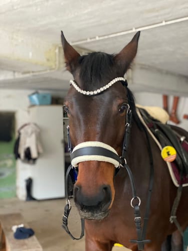 Customer photo review of Harmony Bridle - anatomische gebisslose Trense mit Crystal Stirnband