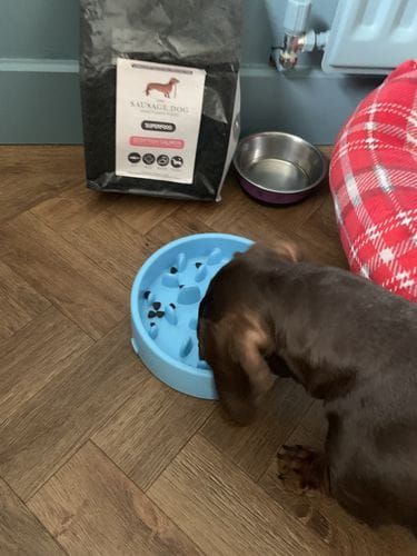 Customer photo review of Superfood Scottish Salmon with Dill, Spinach, Fennel, Asparagus & Tomato (Small Kibble)