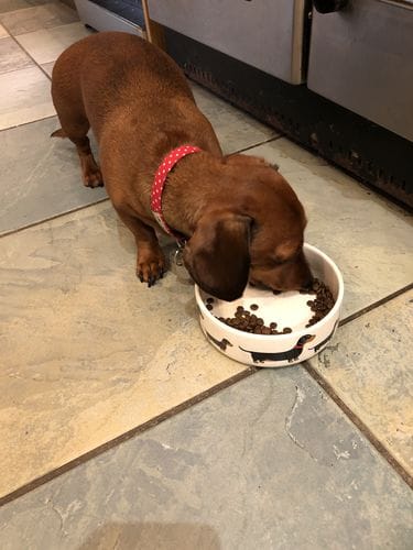 Customer photo review of Grain-Free Duck with Sweet Potato & Orange (Small Kibble)