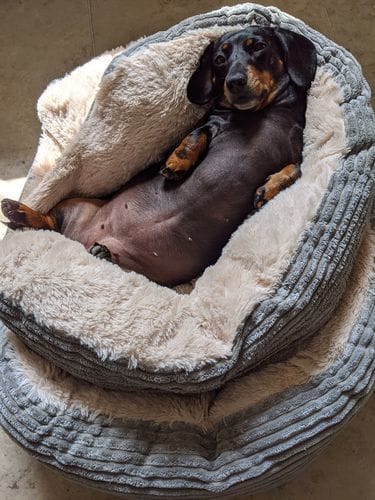 Customer photo review of Superfood Angus Beef with Carrot, Green Beans, Cauliflower, Tomato & Courgette (Small Kibble)