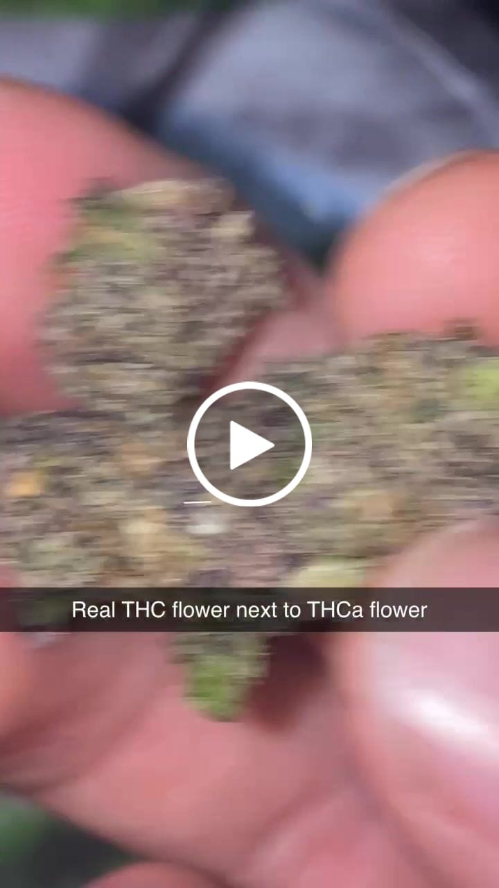 Customer video review of Gelato 45 - THCa Flower