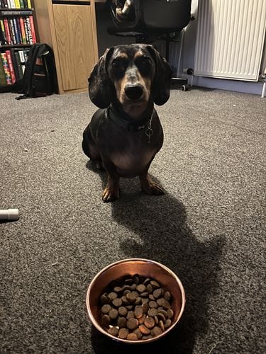 Customer photo review of Grain-Free Venison with Mulberry & Sweet Potato