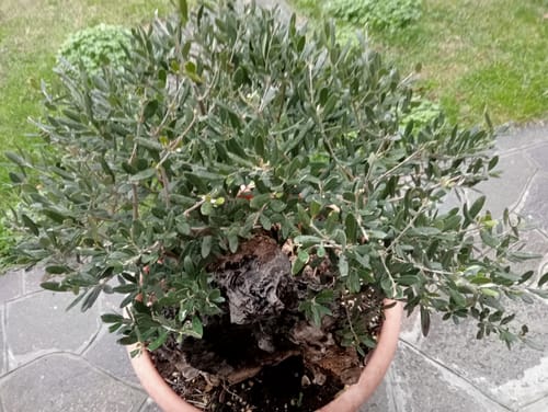 Customer photo review of TOTAL FORCE CB® (AFIDI, COCCINIGLIA, RAGNETTO ROSSO, MAL BIANCO)