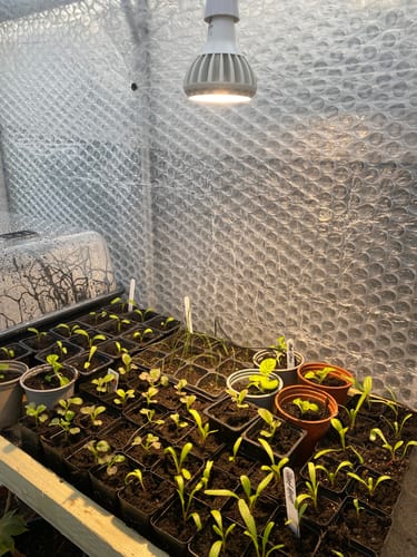 Customer photo review of Pianta Grow Light LED Bulb