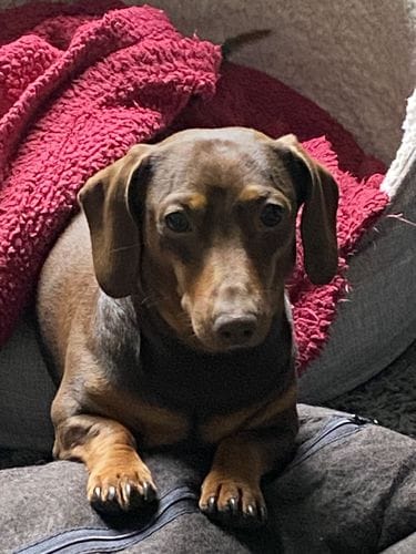Customer photo review of Grain-Free Duck with Sweet Potato & Orange (Small Kibble)