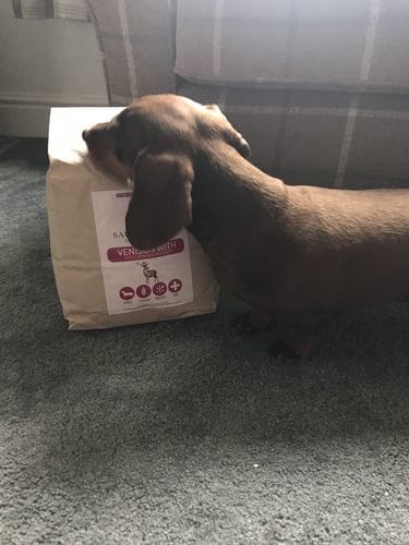 Customer photo review of Grain-Free Venison with Mulberry & Sweet Potato