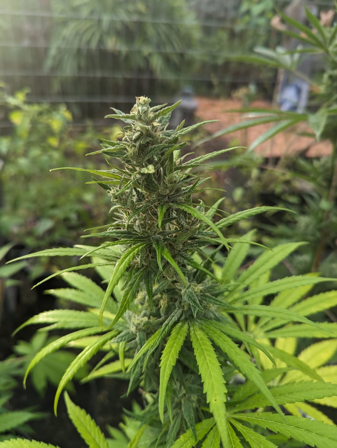 Customer photo review of BioVast Living Soil (ALL PURPOSE ORGANIC POTTING SOIL)