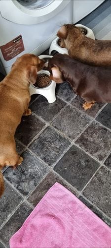 Customer photo review of Superfood Angus Beef with Carrot, Green Beans, Cauliflower, Tomato & Courgette (Small Kibble)