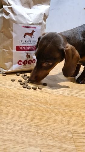 Customer photo review of Grain-Free Venison with Mulberry & Sweet Potato