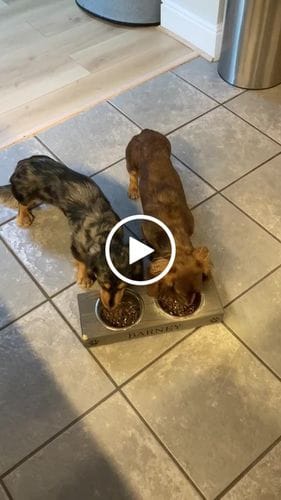 Customer photo review of Superfood Angus Beef with Carrot, Green Beans, Cauliflower, Tomato & Courgette (Small Kibble)