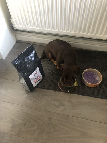 Customer photo review of Superfood Angus Beef with Carrot, Green Beans, Cauliflower, Tomato & Courgette (Small Kibble)