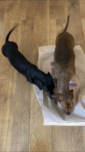 Customer photo review of Grain-Free Venison with Mulberry & Sweet Potato