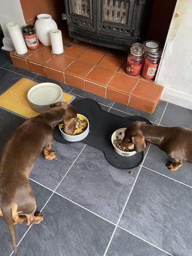 Customer photo review of Grain-Free Venison with Mulberry & Sweet Potato