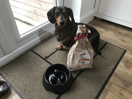 Customer photo review of Grain-Free Light Turkey with Sweet Potato & Cranberry
