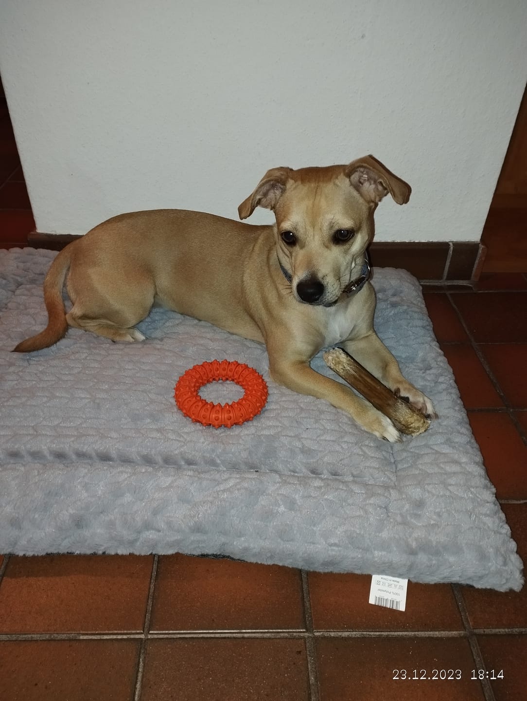 Customer photo review of DNA Test Rassebestimmung Basic Hund