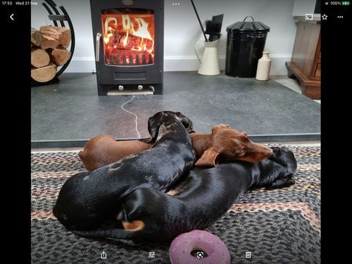 Customer photo review of Superfood Angus Beef with Carrot, Green Beans, Cauliflower, Tomato & Courgette (Small Kibble)