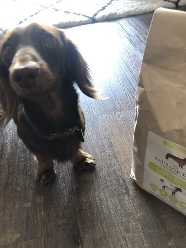 Customer photo review of Grain-Free Lamb with Sweet Potato & Mint