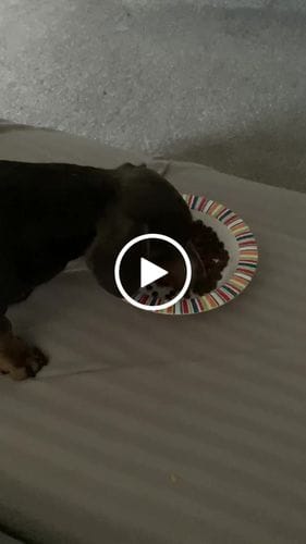 Customer photo review of Grain-Free Duck with Sweet Potato & Orange (Small Kibble)