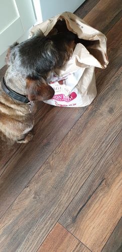 Customer photo review of Grain-Free Venison with Mulberry & Sweet Potato