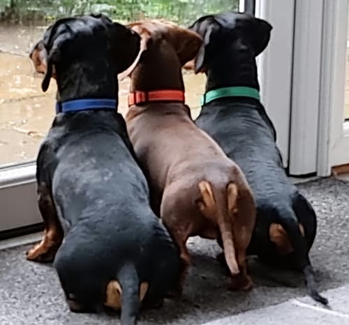 Customer photo review of Superfood Angus Beef with Carrot, Green Beans, Cauliflower, Tomato & Courgette (Small Kibble)