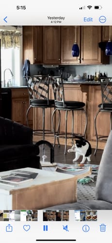Customer photo review of Interactive Bird Simulation Cat Toy Set
