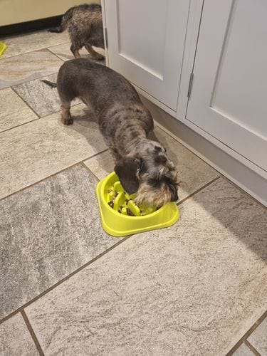 Customer photo review of Grain-Free Lamb with Sweet Potato & Mint
