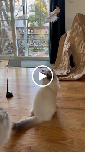 Customer video review of Interactive Bird Simulation Cat Toy Set