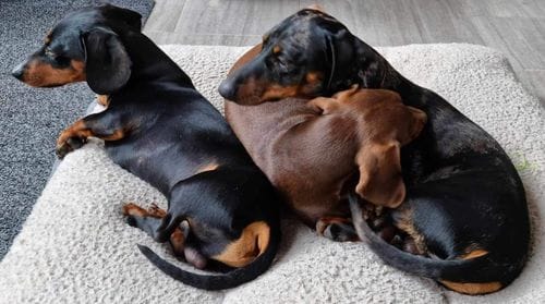 Customer photo review of Superfood Angus Beef with Carrot, Green Beans, Cauliflower, Tomato & Courgette (Small Kibble)