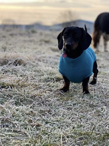Customer photo review of Grain-Free Duck with Sweet Potato & Orange (Small Kibble)