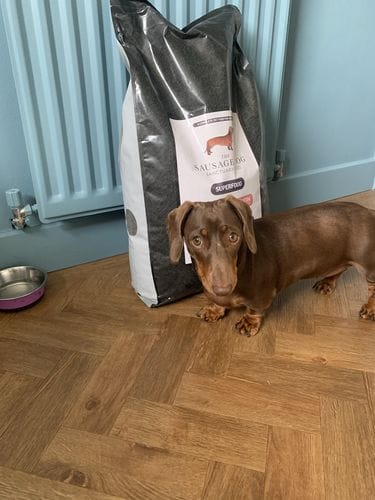 Customer photo review of Superfood Scottish Salmon with Dill, Spinach, Fennel, Asparagus & Tomato (Small Kibble)