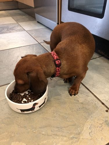 Customer photo review of Grain-Free Chicken with Sweet Potato & Herbs