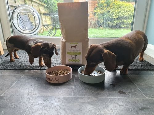 Customer photo review of Grain-Free Lamb with Sweet Potato & Mint