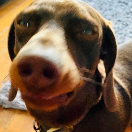 Customer photo review of Superfood Angus Beef with Carrot, Green Beans, Cauliflower, Tomato & Courgette (Small Kibble)