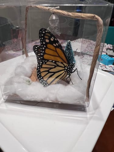 Customer photo review of Holiday Live Monarch Butterfly Chrysalis Box (Pre-order)