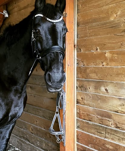 Customer photo review of Harmony Bridle - gebisslose Trense