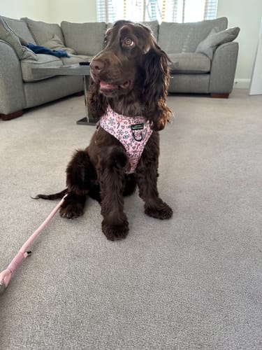Customer photo review of 4ft Rope Lead - Pink